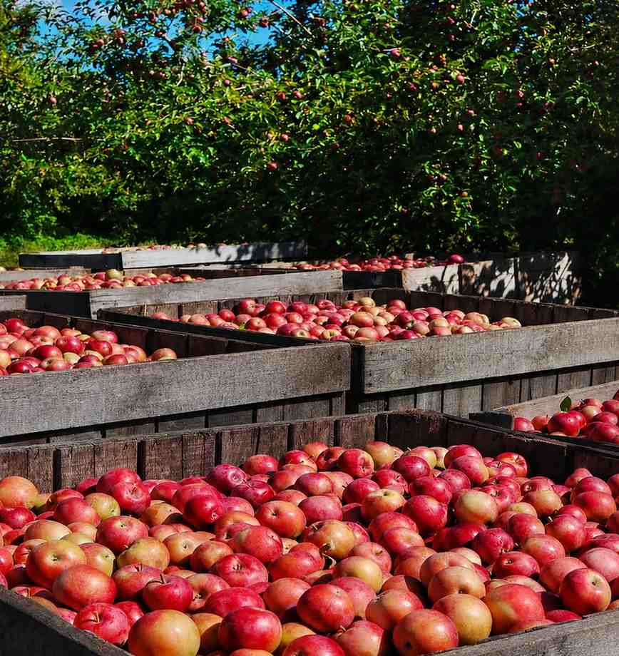 ca apple images