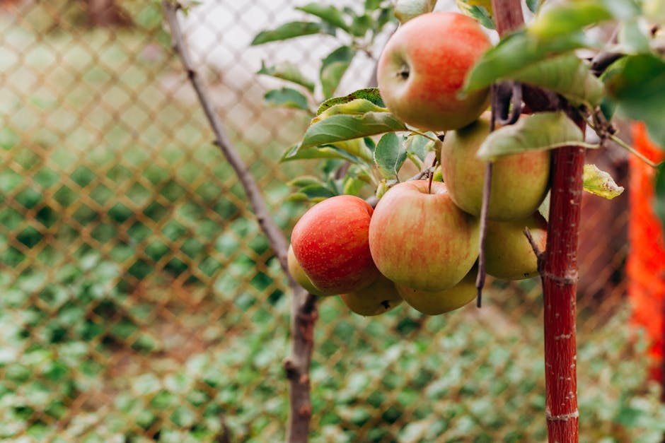 Close-up of ripe apples hanging on a branch, showcasing fresh fruit in an outdoor orchard.